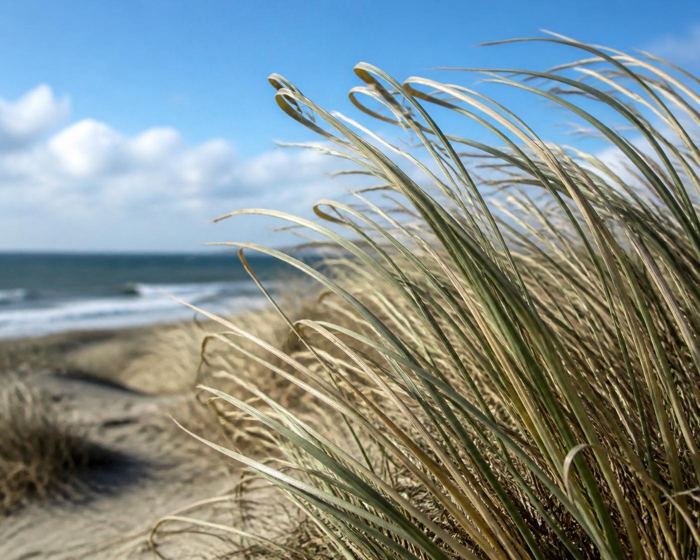 découvrez comment les oyats jouent un rôle crucial dans la stabilisation des dunes et la protection des littoraux contre l'érosion, en servant de barrière naturelle face aux éléments.