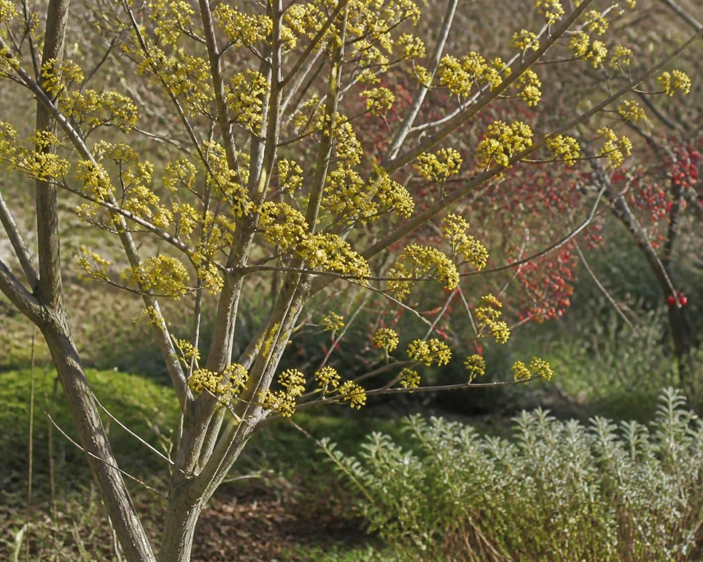 découvrez le cornus mas, un arbuste fruitier aux nombreux bienfaits pour votre jardin et votre santé. apprenez comment cultiver ce dogwood aux fruits précieux et profitez de ses vertus nutritives et décoratives.